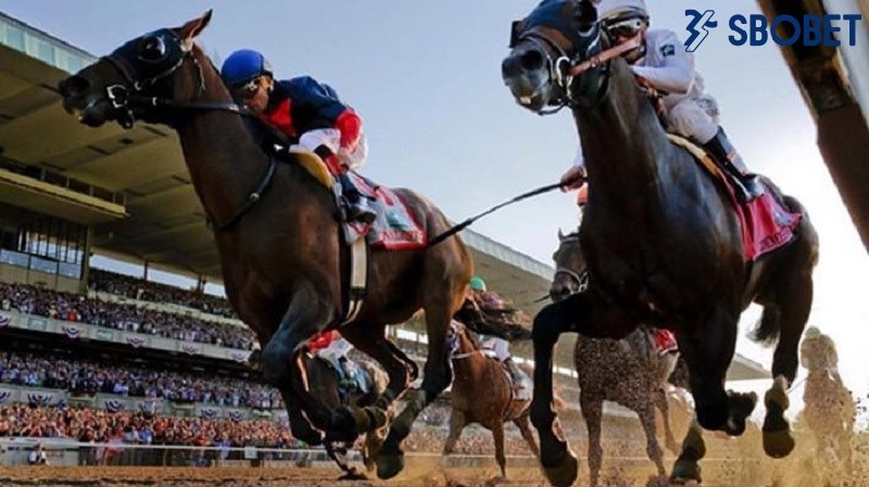 Cần ít nhất 7 con ngựa thì kèo cược đôi mới bắt đầu diễn ra