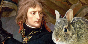Napoleon-rabbit
