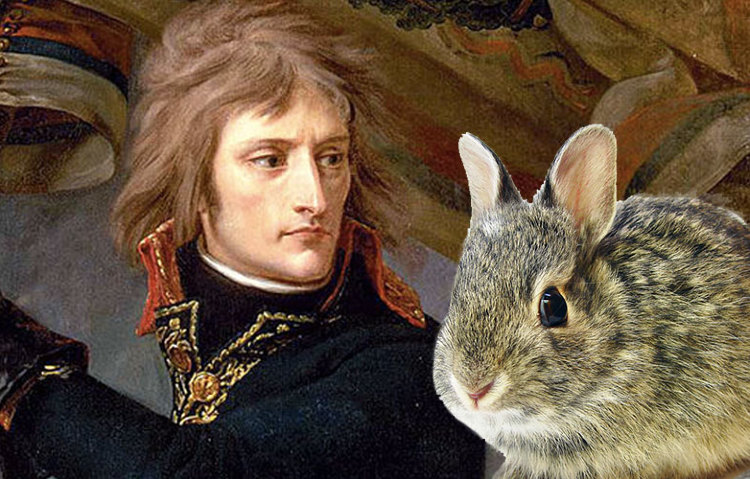 Napoleon-rabbit