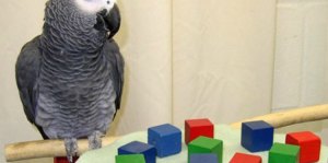Alex the parrot