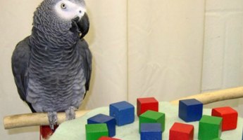 Alex the Parrot Alex the parrot