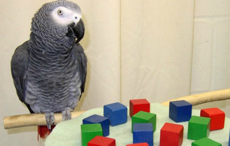 parrot