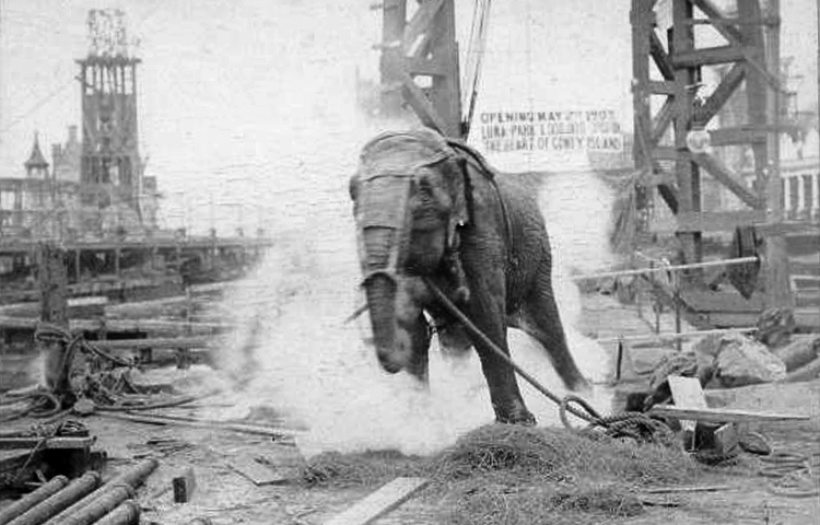 edison-elephant
