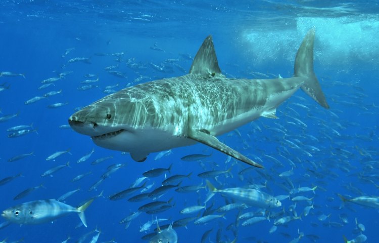 Shark Week May Have Jumped the Shark