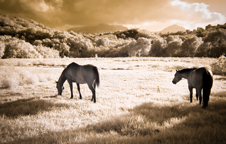 horsemeat