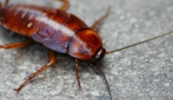 Super cockroach Super cockroach