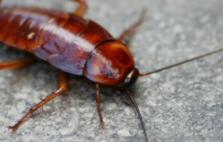 super cockroach