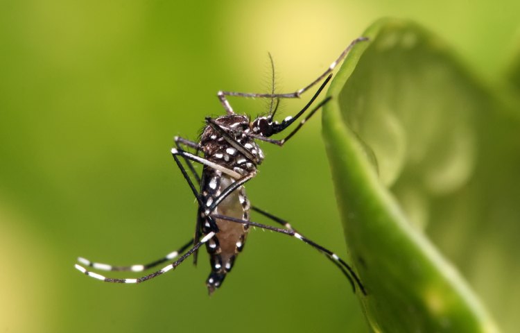 Everything Is Awful: Death by Mosquito Asphyxiation Is a Thing