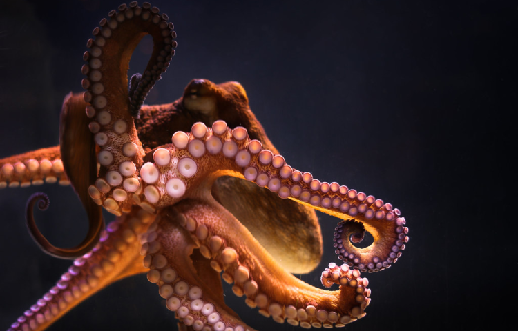 the-soul-of-an-octopus