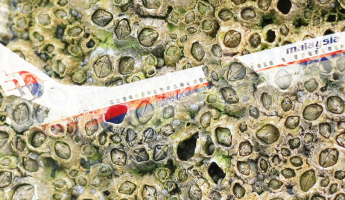 barnacles barnacles
