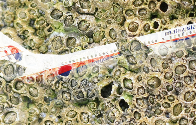 barnacles