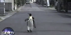 lala-the-penguin