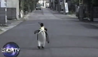 Lala the penguin Lala the penguin