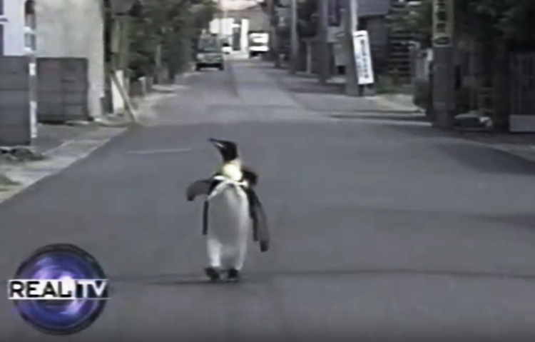 lala-the-penguin