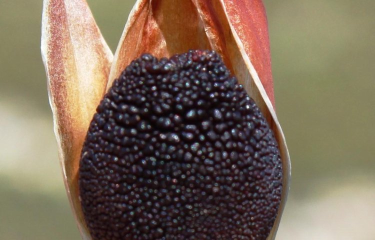 Ceratocaryum argenteum seed