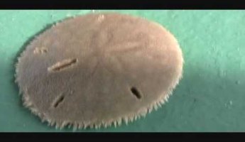 sand dollar