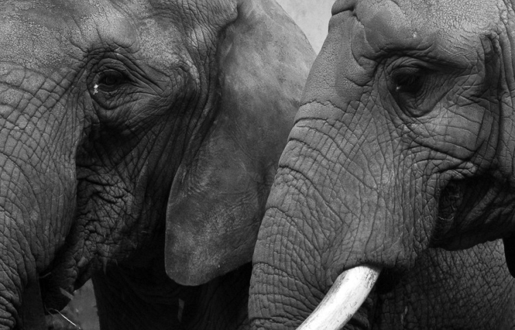 elephants-and-cancer