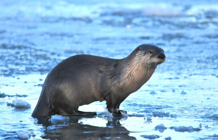 Kushtaka: The Alaskan Half-Otter Half-Man Bigfoot