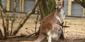 kangaroos