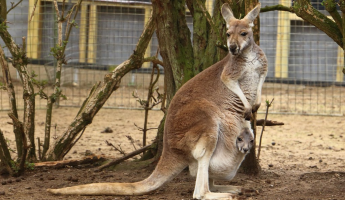 kangaroos