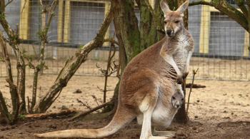 The Animal So Bizarre, It Simply Had to Be a Mythical Creature