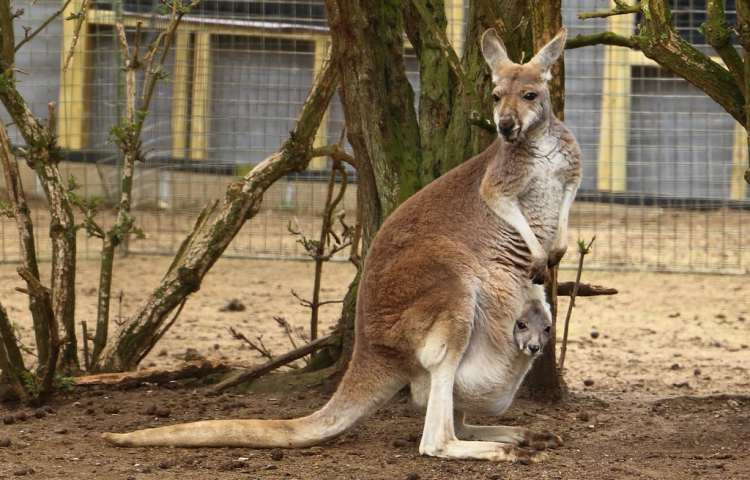 kangaroos