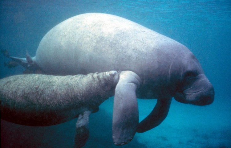 The Time Columbus Thought Manatees Were Mermaids
