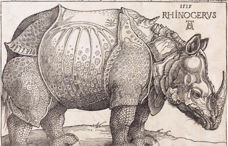 Marco Polo Thought Rhinos Were Unicorns