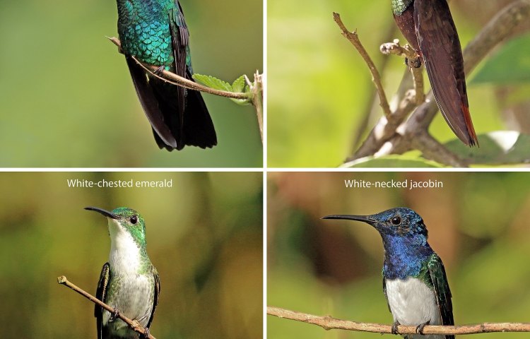 How to Hack a Hummingbird's Hover, One Spiral at a Time