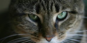 yule cat