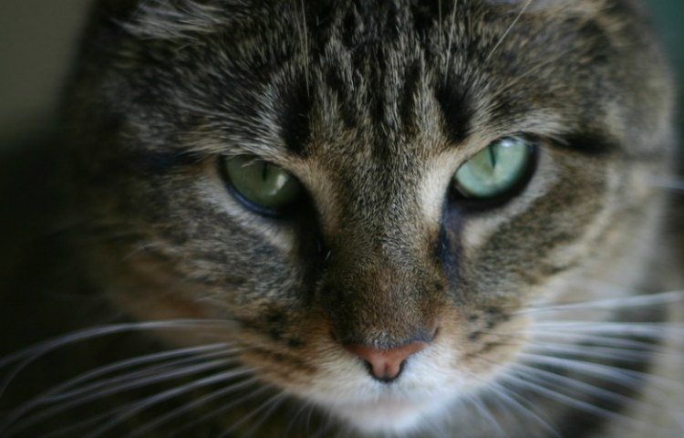 yule cat